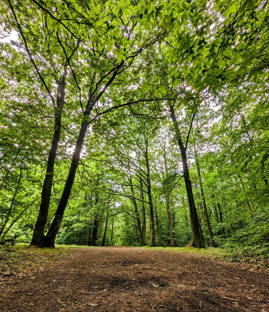Protection de la forêt de Meudon