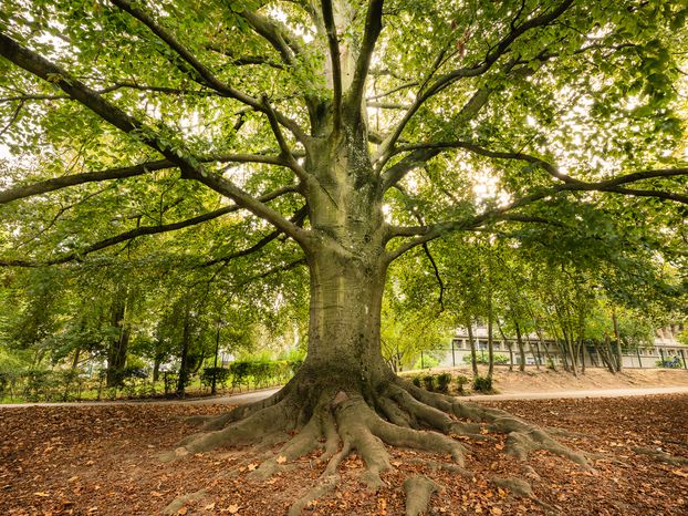 Protection des arbres de la forets de Meudon