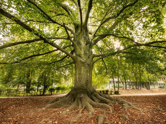 Protection des arbres de la forets de Meudon