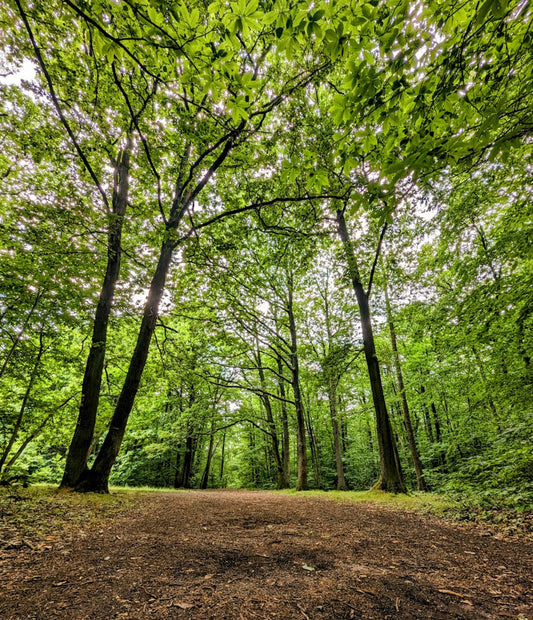 Protection de la forêt de Meudon